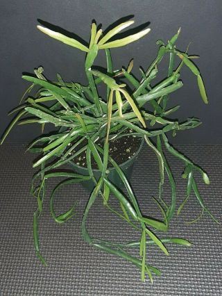 Rhipsalis Micrantha F.  Tonduzii Rare Exotic Epiphyte Jungle Cactus