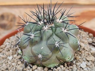 Copiapoa Cinerea Dealbata Rare Type On Roots Pot 10 Cm Cactus