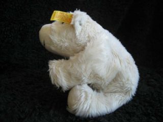Rare vintage german Steiff Polar Bear Baby w.  Button & Tag 2