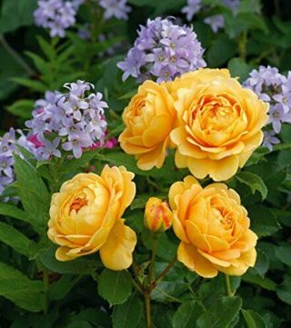 Royal Paradise Garden Rare Heirloom Yellow Damask Rose Bush Flower Seeds