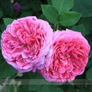 Royal Paradise Garden Rare Heirloom Pink Damask Rose Bush Flower Seeds