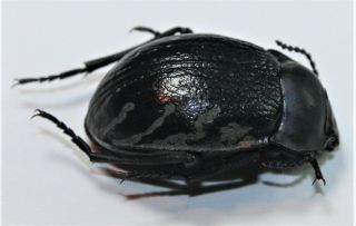 Tenebrionidae,  Gyriosomus Melcheri (rare)