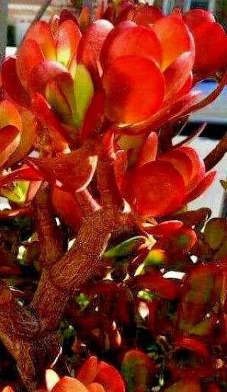 Crassula Ovata Rare Red Akai Jade Succulent Plant 1 Cutting 2 - 3 "