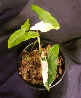 Syngonium Albo Varigated 11,  Not Monstera,  Or Philodendron,  Rare,  Aroid
