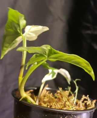 Syngonium albo varigated 11,  not monstera,  or philodendron,  rare,  aroid 2