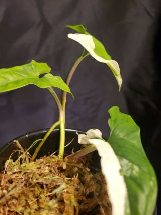 Syngonium albo varigated 11,  not monstera,  or philodendron,  rare,  aroid 3