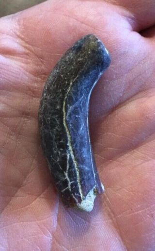 Rare Large Fossil Desmostylus Tooth Miocene Shark Tooth Hill Bakersfield
