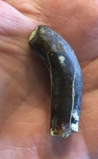 RARE large fossil DESMOSTYLUS tooth MIOCENE Shark Tooth Hill Bakersfield 2