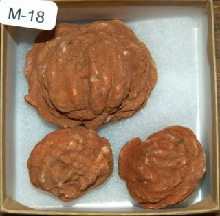 M - 18 Rare Large Size Oklahoma Barite Rose Rocks Boxed Set W/poem & Info.  Card