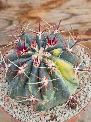 Ferocactus Stainesii Variegated Rare Type On Roots Pot 8 Cm Cactus