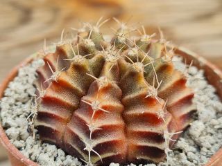 Gymnocalycium Friederichii Variegated Rare Type On Roots Pot 8 Cm Cactus