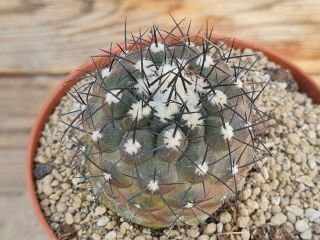 Copiapoa Hypogea Hybride Rare Type On Roots Pot 8 Cm Cactus