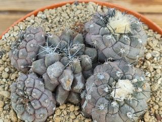 Copiapoa Hypogea Clump Rare Type On Roots Pot 8 Cm Cactus