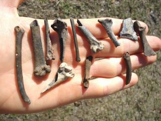 12 Rare Bird Bones Florida Fossils Avian Skeleton Wing Leg Skull Ice Age Extinct