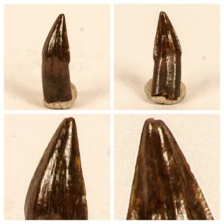 V86 - Top Rare 0.  47 Inch Rooted Unidentified Tooth From Cretaceous Kemkem Beds