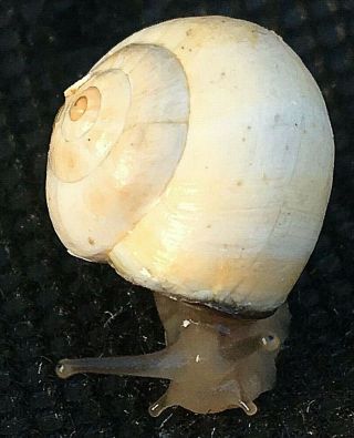 (3) Rare Live White Land Snails,  3 Gifts $$$$