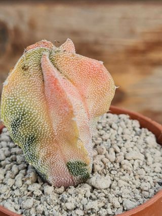 Astrophytum Myriostigma Pink Variegated Rare Type On Roots Pot 8 Cm Cactus