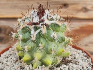 Gymnocactus Sauerii Variegated Rare Type On Roots Pot 8 Cm Cactus