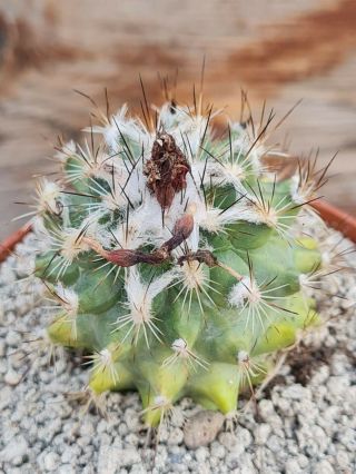 Gymnocactus sauerii variegated RARE type on roots pot 8 cm cactus 2
