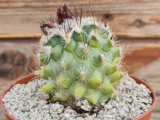 Gymnocactus sauerii variegated RARE type on roots pot 8 cm cactus 3