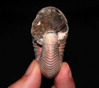 Rare Ammonite Eboraciceras Fossil Callovian Russia