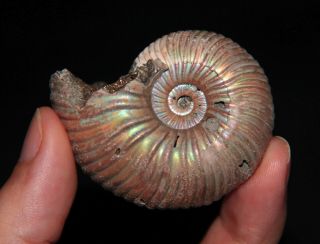 RARE Ammonite Eboraciceras Fossil Callovian Russia 2
