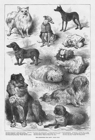Birmingham Prize Dogs At The Dog Show - Antique Print 1877