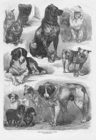 Prize Dogs At The Paris Dog Show - Antique Print 1870
