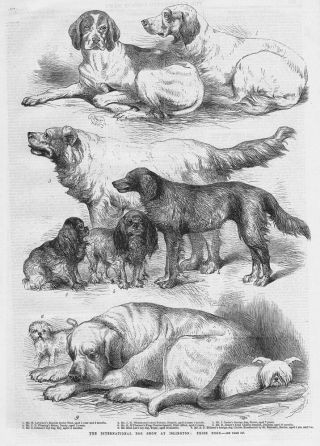 London Prize Dogs At The International Dog Show At Islington Antique Print 1865