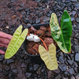 Rare Philodendron Billietiae Variegata Phytosanitary (real Pict)