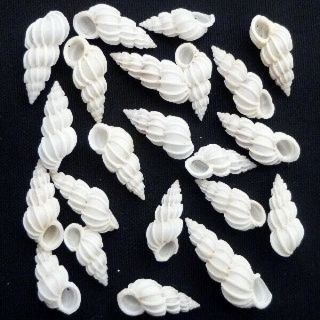 Sailor Valentine Liquidation All Sea Shells Rare Vintage White Shells