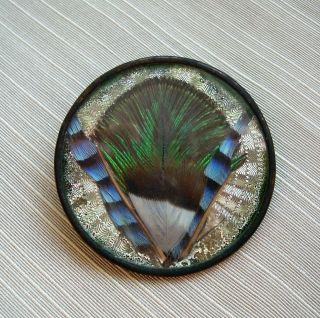 Extremely Rare 18th Century French Feather Specimen Button Under Glass