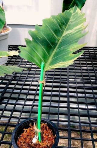 Extremely Rare Caramel Marble Philodendron 1 Leaf Rooted Cutting