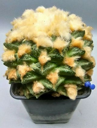 Ariocarpus bravoanus subsp.  hintonii,  RARE. ,  cacti ン ボ テ ン,  선인장 5