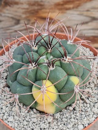 Gymnocalicium Saglionis Variegated Rare Type On Roots Pot 10 Cm Cactus