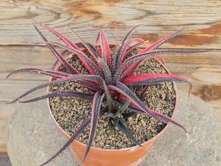 Hawhorthia Attenuata Red Variegated Rare Type On Roots Pot 10 Cm Cactus