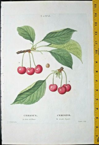 Redoute P.  J.  Cherries,  Cerasus,  Color - Printed Engraving,  C.  1810 13