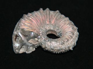 Ammonite Rare Kosmoceras Fossil Callovian Russia