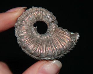 Ammonite RARE Kosmoceras Fossil Callovian Russia 2