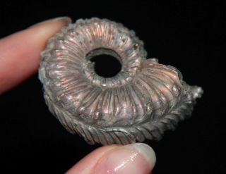 Ammonite RARE Kosmoceras Fossil Callovian Russia 3
