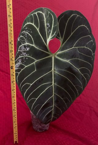 Anthurium Regale Rare Velvet Aroid Plant Philodendron Monstera 4