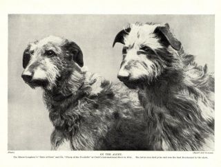 1930s Antique Deerhound Print Champion Loughrey Scottish Deerhounds 4074y