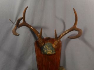Antique Mounted Deer Antlers Buck Horns Whitetail Deer Rack Vintage Estate Find