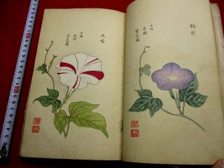 2 - 20 Rare Japanese Morning - Glory Flower Woodblock Print Book