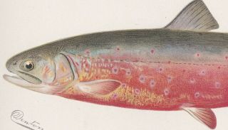 Antique Fish Print: Sunapee Trout or American Saibling by Denton 1902 2