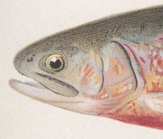 Antique Fish Print: Sunapee Trout or American Saibling by Denton 1902 3