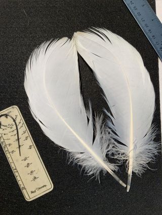 10/0 Plus White Florican Bustard Feathers Salmon Fly Tying Flies Rare