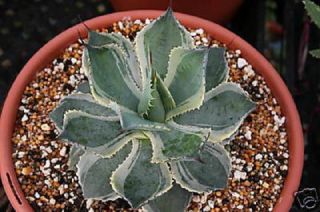 Agave Potatorum Variegated,  Rare Succulent Plant 4 " Pot