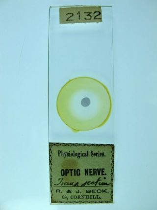 Antique Microscope Slide By R & J Beck.  " Trans Section Of Optic Nerve ".