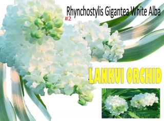 Rare Orchid,  2 Frangrance Rhyncho Gigantea Alba Twins Plant,  Usa